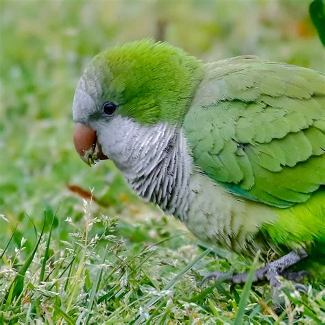 Monk Parakeet | BirdForum