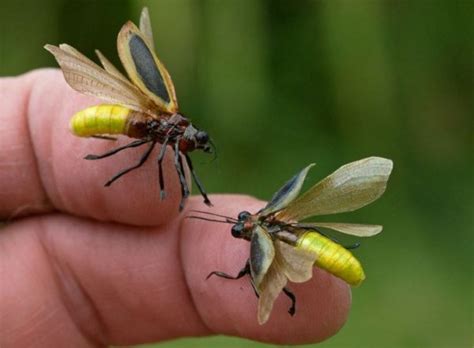 Fascinating facts about the Lampyridae also known as the firefly – or ...