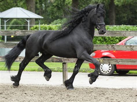 Friesian stallion with beautiful and extremely long mane. | Friesian ...