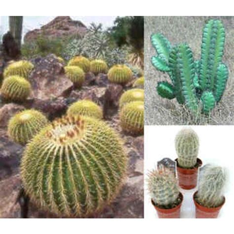 Buy cactus seeds online - Plants - Rarexoticseeds