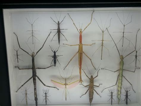 Species of walking stick insects | Stick insect, Walking sticks, Species