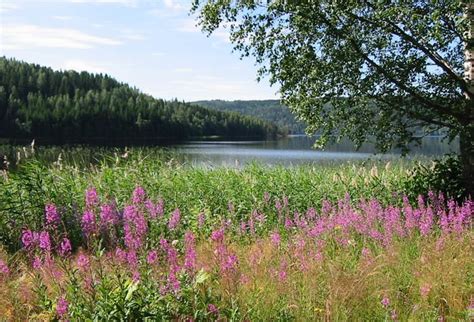 Arvika | Sweden travel, Vacation trips, Scandinavia