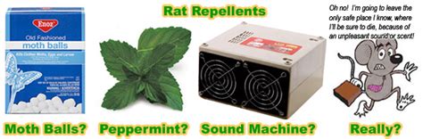 Rat repellent, natural home remedy, recipes for rodent deterrent