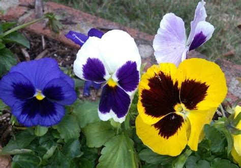 Welcome fall with pansies Welcome Fall, Pansies, Photographs, Plants ...