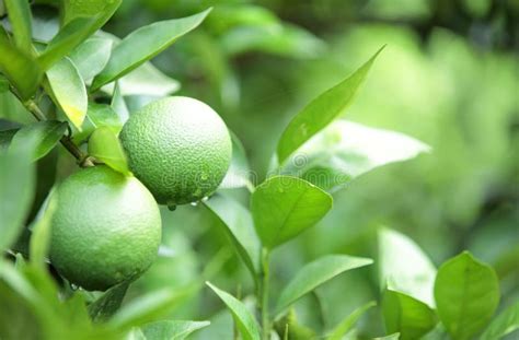 Green orange fruit stock image. Image of citrus, juicy - 35106227