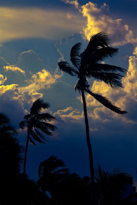 South Beach Palm Trees & Storm Clouds | Storm Clouds moving … | Flickr