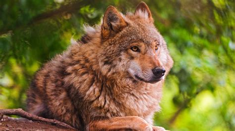 Animal Wolf Is Sitting In A Background of Green Trees 4K HD Animals Wallpapers | HD Wallpapers ...