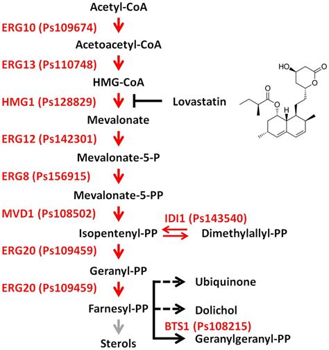 Frontiers | The Mevalonate Pathway Is Important for Growth, Spore ...