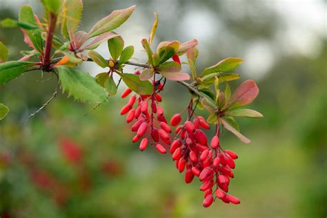 How to Prune Barberry Shrubs?