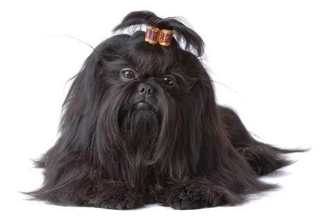 Black Shih Tzu: Is This The Most Adorable Color In This Breed?