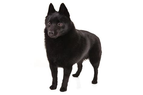 Schipperke Dog Breed Information