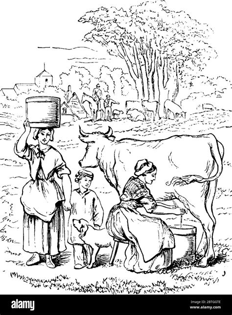 Femme traire une vache Banque d'images vectorielles - Alamy