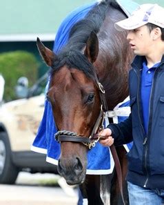 Haikal - Horse Profile - BloodHorse