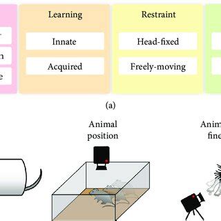 Analysis of animal behavior. (a) Classification of typical mouse ...