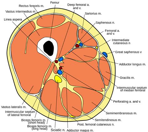 Anterior Thigh Muscles Anatomy