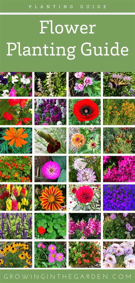 Perennial Flowering Plants List - Thuem Garden Plant