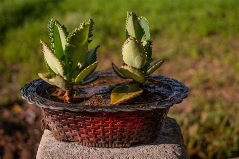 Mother of thousands: all about the houseplant - Plantura