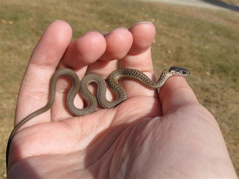 Wandering Garter Snake Newborn 2 by koshplappit on DeviantArt