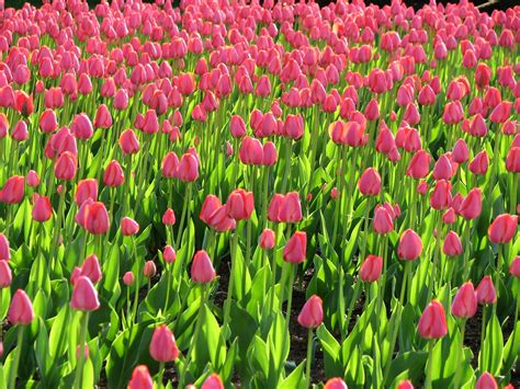 tulip, Fields, Tulips, Field, Flower, Flowers Wallpapers HD / Desktop and Mobile Backgrounds