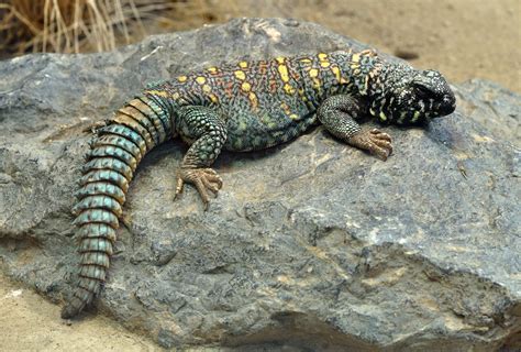 Real Monstrosities: Spiny-tailed Lizard