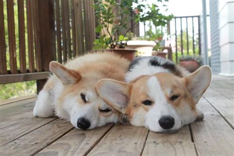 139 best Corgis Sleeping! images on Pinterest | Corgis, Corgi and Animal pictures