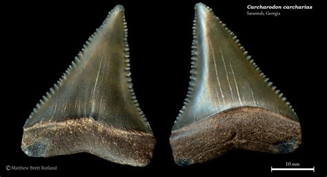 Carcharodon carcharias 01 - Member Collections - The Fossil Forum