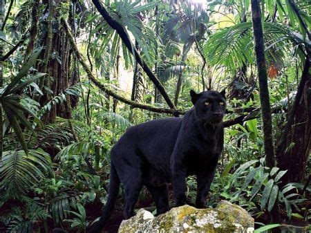 Majestic Panther Roaming Through the Lush Rainforest