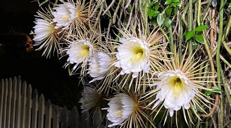 How to Plant, Grow, and Care For Night Blooming Cereus