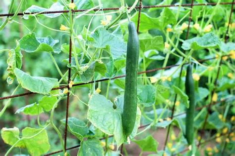 A Quick Guide on How to Make Cucumbers Grow Vertically