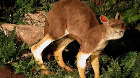 Australian megafauna fossils found in Naracoorte cave date back more than 45,000 years ...