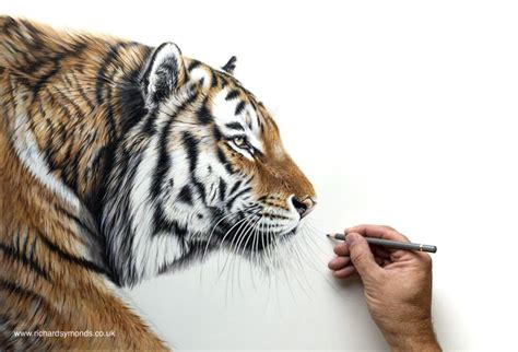 Tiger Profile Drawing