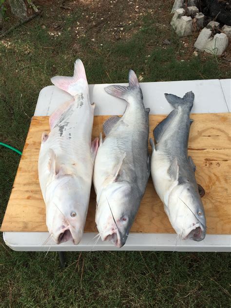 Albino Catfish | Arkansas Hunting - Your Arkansas Hunting Resource