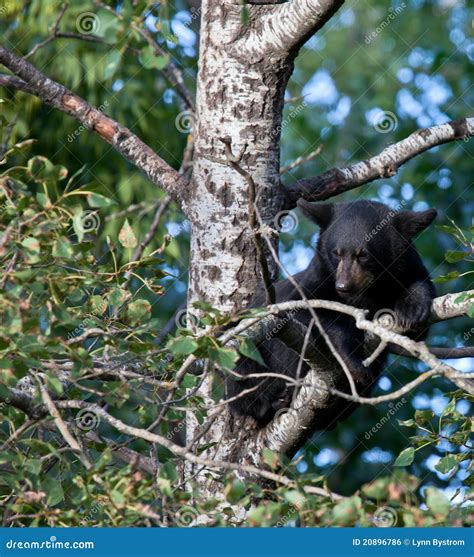 Black Bear Cub Sitting in a Tree Stock Photo - Image of looking, black ...