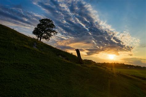 Forest With Sunlight · Free Stock Photo