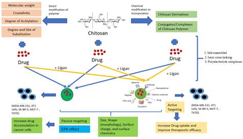 Polymers | Free Full-Text | Chitosan-Based Nanoparticles of Targeted ...