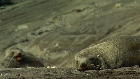 Sea Lion Clapping Stock Footage Video 13704764 - Shutterstock