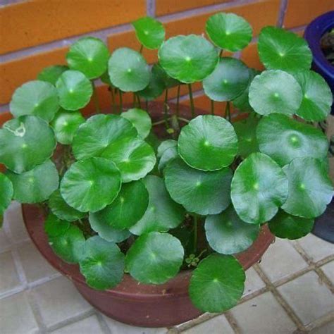 Pennywort Shallow Water Plant - Chalily Ponds & Gardens