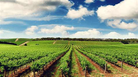 Farm under cloudy sky, Agriculture Farmer Organic farming Agribusiness, farm, company, cloud png ...