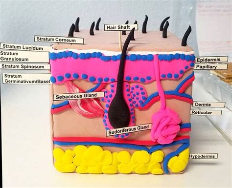 17 Trends For 3d Model Of Skin Structure - Hikari Mockup