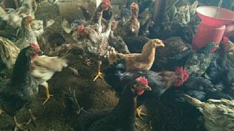 Jawari Chicken, For Meat, 1.5 To 2 Kgs at Rs 350/kilogram in Haveri ...