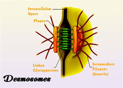 Desmosomes are concerned with (a) Cell division(b) Cellular excretion(c ...