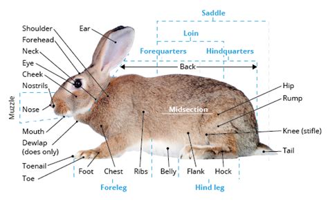 Rabbit Foot Anatomy