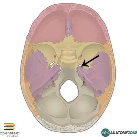 Foramen Lacerum - AnatomyZone