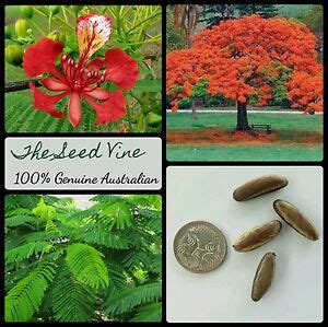 10+ ROYAL POINCIANA TREE SEEDS (Delonix regia) Bonsai Red Flowering Tropical | eBay