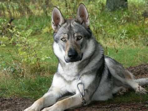 1000+ images about German Shepherd Wolf Hybrid on Pinterest | Wolf Dogs, Wolves and German Shepherds