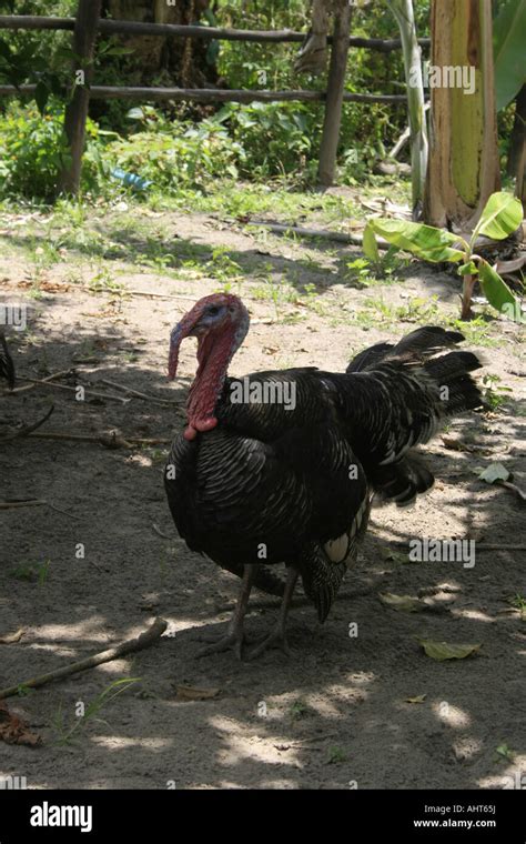 Free range turkey Stock Photo - Alamy