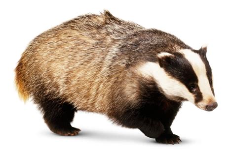 Badger Facts For Kids | What Is A Badger? | DK Find Out