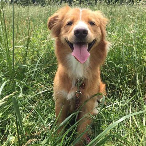 14 Adorable Shetland Sheepdog Mixes: Cuteness Overload!