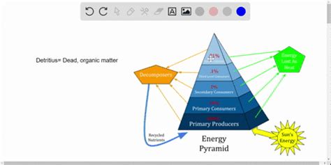 ⏩SOLVED:Decomposers are associated with which class of food web? a.… | Numerade