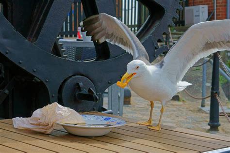 Seagulls favour food humans have handled, scientists say | London ...